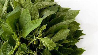 طريقة حفظ الملوخية.. أكثر من وصفة