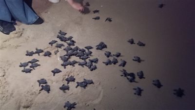 انتشار صغار السلاحف على شاطئ العريش.. والبيئة تعلق | صور