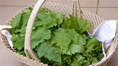 تخزين ورق العنب بدون سلق.. اللون أخضر لمدة عام كامل