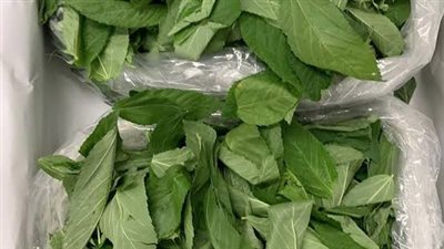 طريقة تخزين الملوخية الخضراء للشيف نجلاء.. بالسكر والشوربة اختبري الأفضل