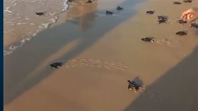 عادت لبيئتها.. لحظة إطلاق صغار السلاحف البحرية بشاطئ العريش | فيديو