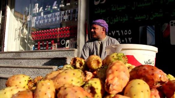 التين الشوكي