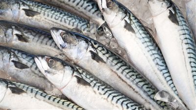 رئيس الثروة السمكية يطالب بحظر استيراد سمك الماكريل بعد إلقاء اليابان مياه ملوثة بالإشعاع النووي بالمحيط الهادي