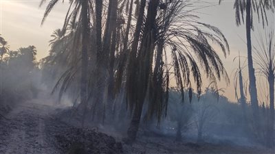محافظ أسوان يتابع أعمال إطفاء حريق شب في أشجار النخيل بإدفو