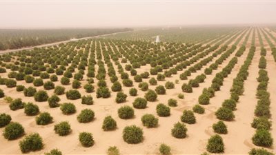 الزراعة: مشروع توشكى يضيف 1.1 مليون فدان للرقعة الزراعية.. وقرار السيسي بإحيائه كان شجاعا