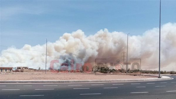 حريق في الغابة الشجرية