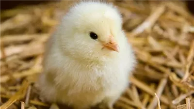 بورصة الدواجن: 10 جنيهات تراجعا في أسعار الكتاكيت بالأسواق