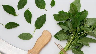 قبل الموسم ما يخلص.. طريقة تخزين الملوخية للشيف محمد حامد 