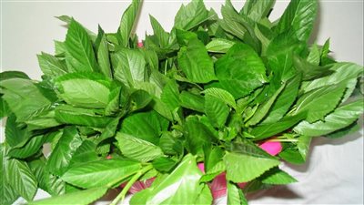 طريقة تجفيف الملوخية الخضراء للشيف الشربيني.. خطوات سهلة وبسيطة