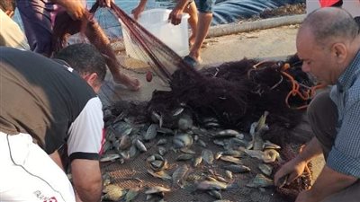 رئيس جامعة العريش يشهد حصاد إنتاج المزارع السمكية المفتوحة بكلية الاستزراع المائي والمصايد البحرية