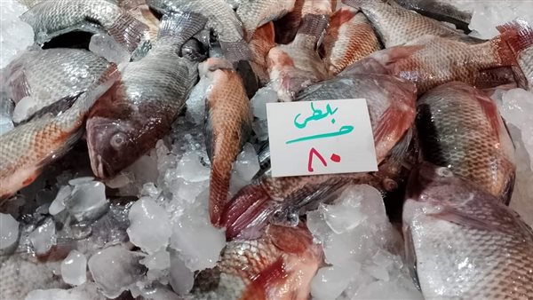 أسعار الأسماك اليوم