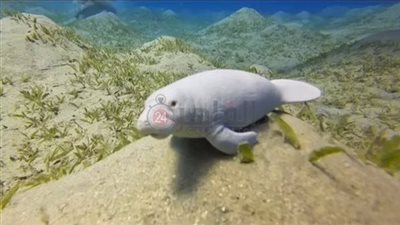 ظهور نادر لرضيع عروس البحر قبالة سواحل مرسى علم بعد فترة حمل 16 شهرا | بث مباشر