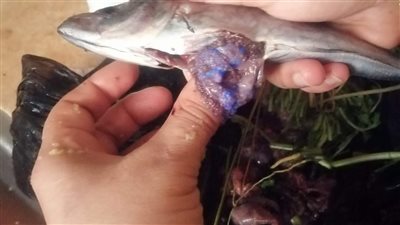 البيطريين تطالب بسحب عينات من سمك الماكريل وتحليلها بعد ظهور مادة زرقاء مضيئة 