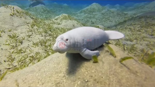 ظهور مميز لرضيع عروس