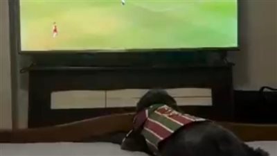 بيتنطط من الفرحة.. احتفال هيستيري لـ كلب بهدف فريقه القاتل في الدوري البرازيلي | فيديو