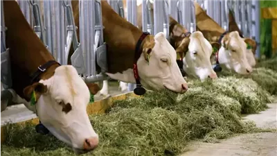 إندونيسيا تطلق حملة تطعيم للمواشي مع انتشار مرض الحمى القلاعية