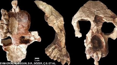 تثبت تطور البشر في أوروبا.. العثور على جمجمة قرد عمره أكثر من 8 ملايين عام بتركيا 