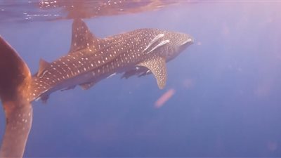 مسالم وصديق للإنسان.. سائحون يلتقطون الصور التذكارية للقرش بهلول بالغردقة