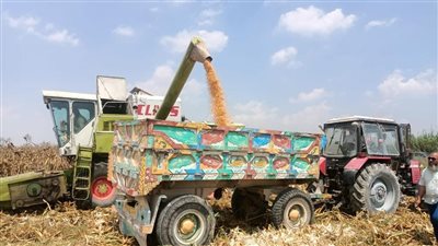 الزراعة: بدء حصاد 153 ألف فدان ذرة تابعة لقطاع استصلاح الأراضي على مستوى الجمهورية