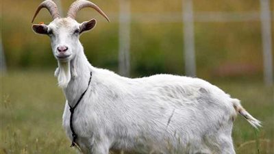 سيدة تشتري تذكرة قطار لـ ماعز صغير رفيقًا لها في الرحلة