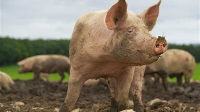 إسبانيا تحقق في احتمال تسرب مختبري وراء تفشي حمى الخنازير قرب برشلونة