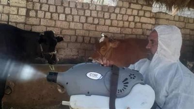 تقديم الخدمات البيطرية لـ452 رأس ماشية خلال قافلة مجانية بالمنيا