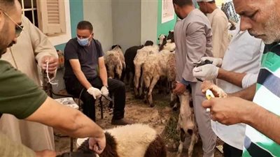 تقديم الخدمات البيطرية لـ 918 رأس ماشية خلال قافلة علاجية مجانية بالمنيا 