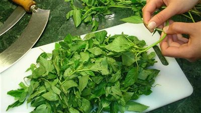 وصفة جديدة.. طريقة حفظ الملوخية المخروطة جربيها الآن