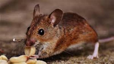 لصيد الفئران من الشوارع.. ارتفاع عدد السياح في نيويورك