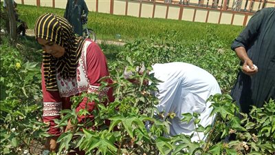 الذهب الأبيض يضيء الحقول.. مشاهد مُبهجة في انطلاق موسم جني القطن بالشرقية