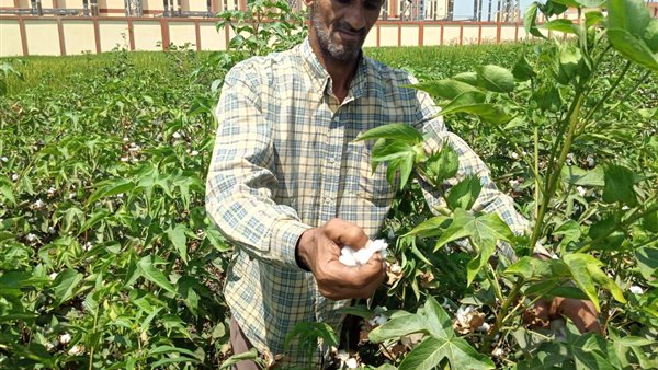 محصول القطن في الشرقية