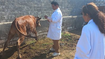 بيطري المنيا تنظم قافلة مجانية بقرية نزلة النخل في مركز أبو قرقاص اليوم