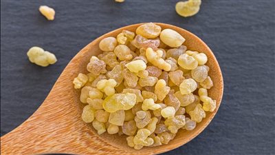 يعزز صحة البشرة ويقلل الالتهابات.. تعرف على فوائد لبان الدكر 