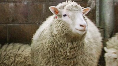 اليونان تحظر نقل الماعز والأغنام بسبب انتشار الطاعون