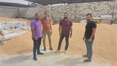 تموين الإسكندرية: ضبط 30 طن ذرة صفراء مستوردة دون فواتير 