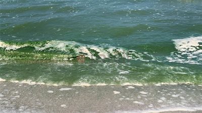 علوم بورسعيد عن تحول مياه البحر للأخضر: طحالب ولا يوجد تلوث