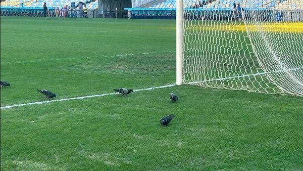 ملعب ماركانا