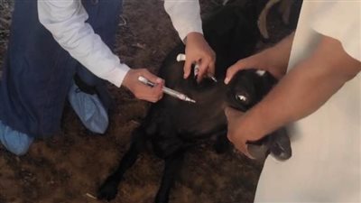 تحصين 26.6 ألف من الأبقار والأغنام ضد الحمى القلاعية بأسوان