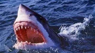 التهمت ذراعها اليسرى.. سمكة قرش تهاجم سيدة مصرية بأحد شواطئ مدينة دهب | بث مباشر 