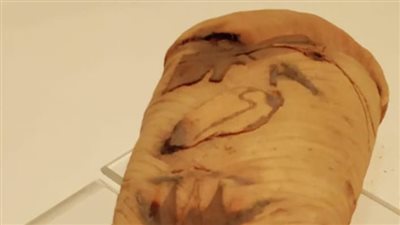  متحف التحنيط بالأقصر يعرض مومياء طائر أبى منجل