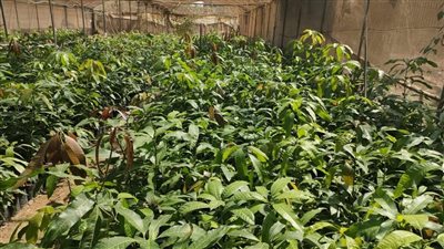 الزراعة تعلن ترخيص أول مشتل لمعهد البساتين في إنتاج الشتلات عالية الجودة من الفواكه والزيتون والنخيل