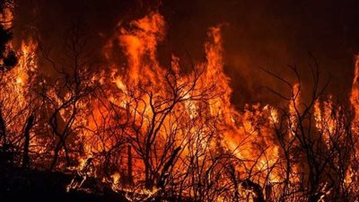 حريق يلتهم الغابات بالجزائر.. وقرار بإخلاء المناطق المأهولة المجاورة | بث مباشر