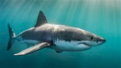 لمراقبتها وتتبع سلوكها.. محميات البحر الأحمر تنجح في تركيب أول جهاز تتبع بالأقمار الصناعية للقروش| بث مباشر