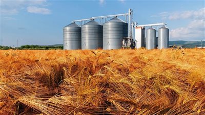 الري: إيقاف أعمال الصرف المغطى في الأراضي المزروعة بالقمح