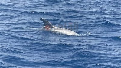 طوله 3 أمتار.. رصد الريسو دولفين في مياه الشونة قبالة سواحل مرسى علم | بث مباشر