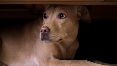 عدوى بكتيرية تسببها الكلاب.. تعرف على أعراض البروسيلا الكلبية