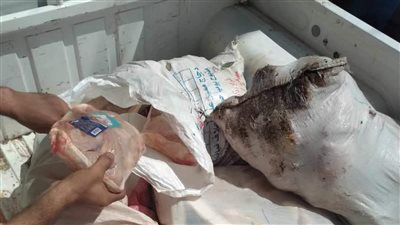بيطري المنيا يضبط 233 كجم لحوما غير صالحة للاستهلاك الآدمي