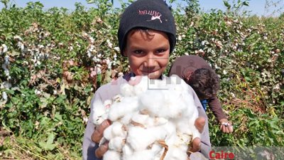 بدء موسم جني القطن بسوهاج.. والمزارعون: الخير قادم بإذن الله| صور