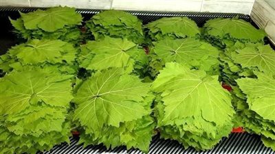 طريقة تجفيف ورق العنب.. وصفة جديدة جربيها