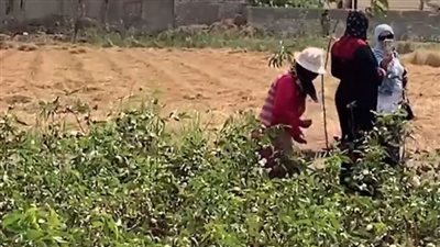 نورت يا قطن النيل.. بدء موسم جني الذهب الأبيض بمحافظتي بورسعيد وسوهاج| بث مباشر 